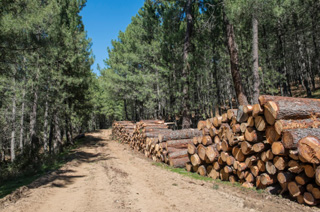 Environmentally Friendly Wood Pallets and Crates